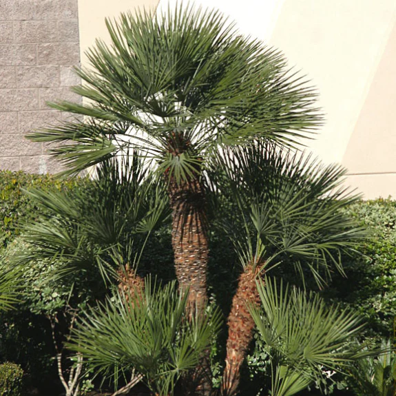 Trees For Sale