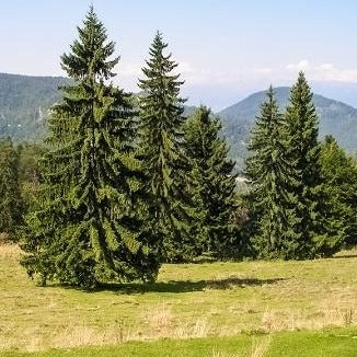 Popular Winter Plants